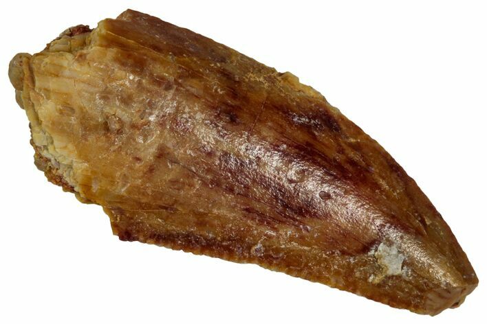 Serrated Raptor Tooth - Feeding Worn Tip #332205